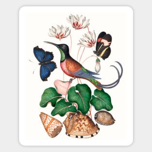 Crimson topaz hummingbird, Cyclamen, Red Postman and shells Magnet